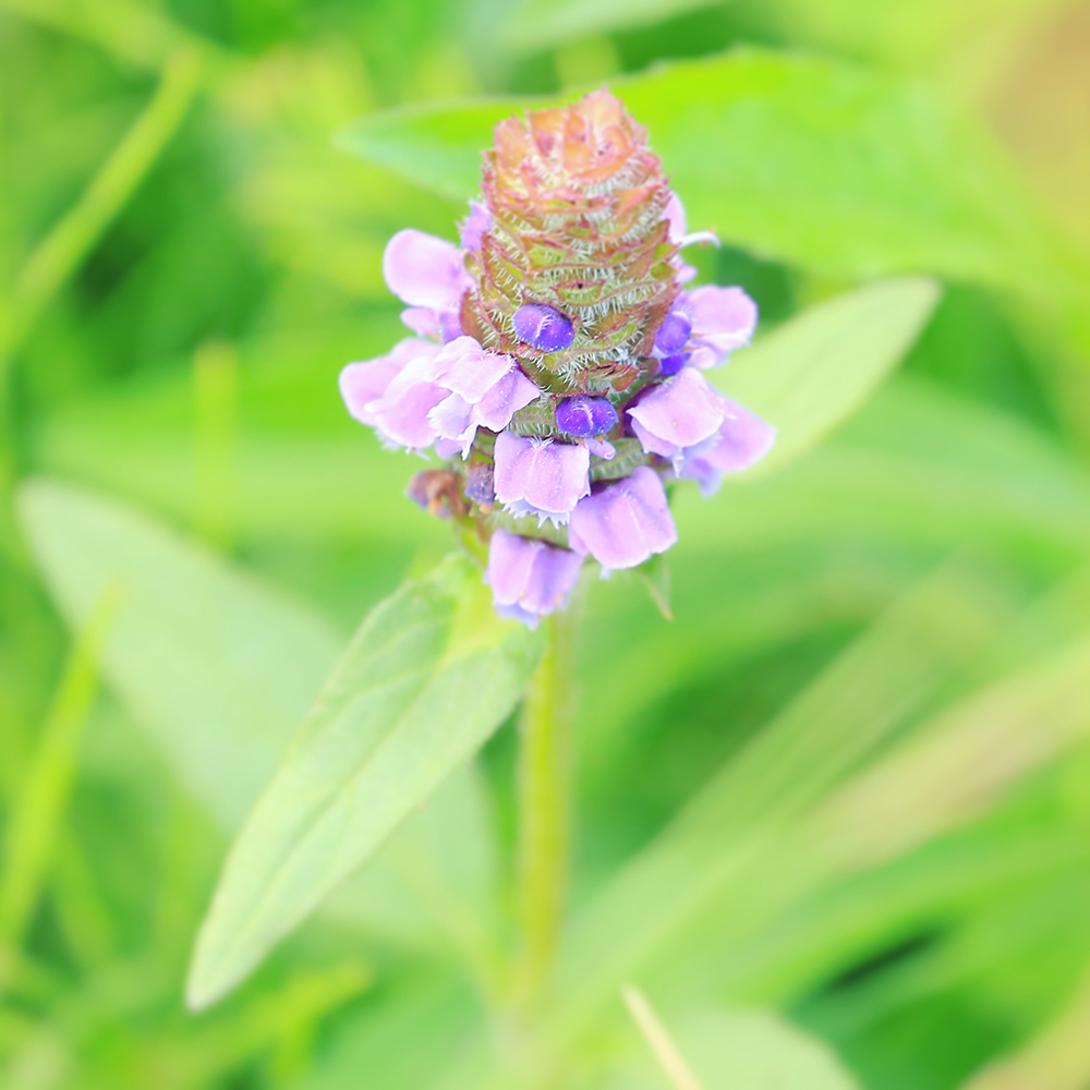 ウツボ草 平尾台の花図鑑 Jam F L